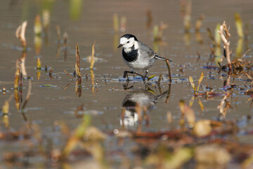 Lavandera Blanca Caminando sobre el Agua Reflejada, Beniarres, Espa&ntilde;a