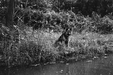 German Shepherd dog sitting in a meadow by a pond