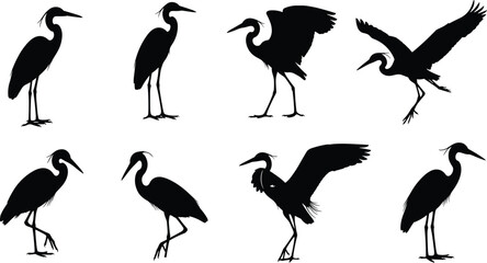 displaying various standing, walking, and flying poses of tall wading birds for wetland wildlife and nature reserve design.