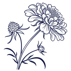 Obraz premium Elegant scabiosa pincushion flower botanical line sketch