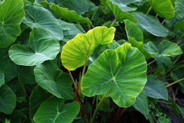 Kalo: The Essence of Hawaiian Taro and Its Cultural Significance