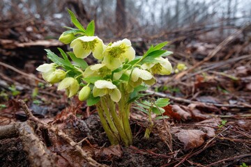 Helleborus Foetidus: The Early Spring Evergreen Flowering Plant of Countryside Timberlands
