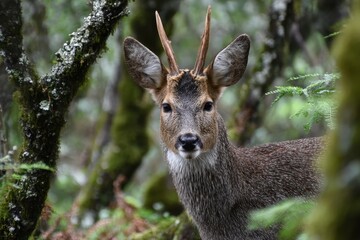 Portrait of a Wild Jabali in a Lush Forest Setting