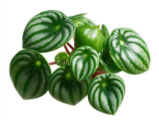 Stunning Watermelon Peperomia Plant in Ceramic Pot - Tropical Beauty with Unique Leaves on White Background