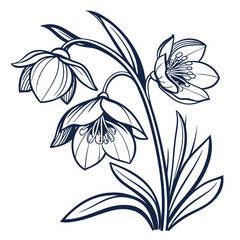 Obraz premium Hellebore Trio Botanical Line Art in Blue