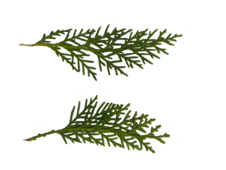 Beautiful red gift box with elegant ribbon on white background