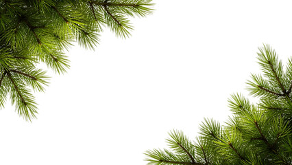 Detailed pine needles and branches forming a natural frame vibrant green foliage isolated on transparent background