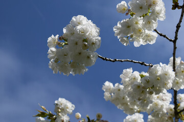flower, spring, blossom, tree, cherry, springtime, close-up, flowers