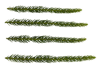Four green coniferous branches isolated for winter holiday design © Maydul