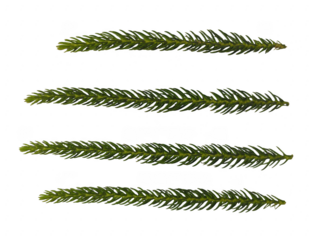 Evergreen tree branches isolated, natural forest foliage element