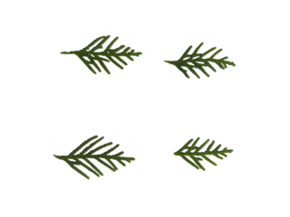 Four isolated green fir branches, nature elements for design