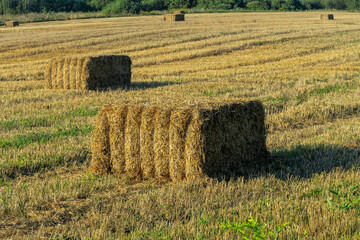 Hay bales scattered across harvested field. Golden hay bales on rural farmland after harvest with...