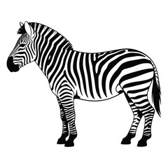 zebra vector illustration
