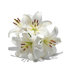 Fototapeta premium lily of the valley