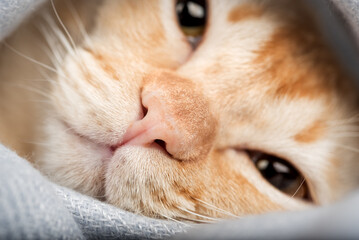 The cat is wrapped in a gray blanket