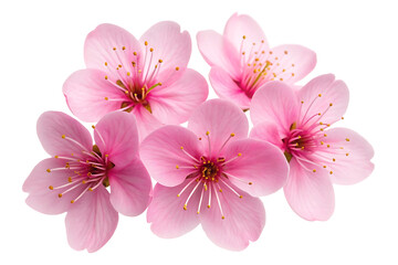 Delicate pink cherry blossoms in full bloom a beautiful springtime arrangement showcasing nature s gentle beauty and renewal