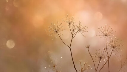 Fototapeta premium Delicate dried wildflower umbels on slender stems, tiny seeds at the tips, glowing in warm golden light. Concept Delicate Wildflowers, Golden Hour Glow, Dried Botanicals, Ethereal Still Life