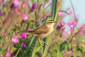 Schilfrohrs&auml;nger