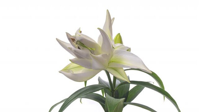 Beautiful white lily on white background. Demonstrating of color of year 2026 Cloud Dancer Wedding, Valentines Day, Mothers Day , love, birthday design