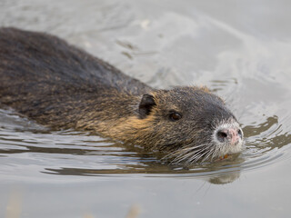 Nutria