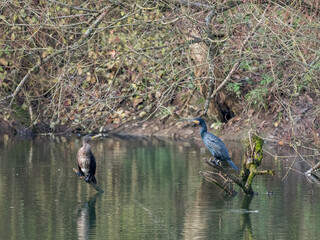 Kormoran und Graureiher