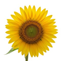 Naklejka premium sunflower isolated on white