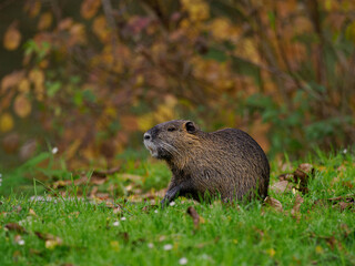 Nutria