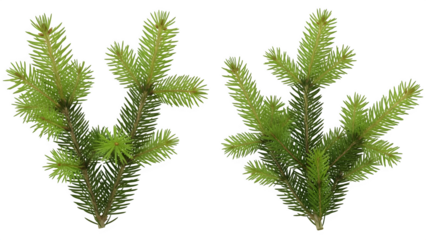 Realistic green spruce branches isolated elements for seasonal designs and festive holiday decorations isolated on transparent background