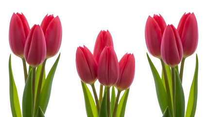 A vibrant arrangement of three pink tulips with green stems and leaves beautifully captured and isolated on transparent background