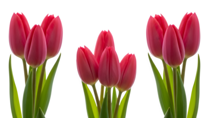 A vibrant arrangement of three pink tulips with green stems and leaves beautifully captured and isolated on transparent background