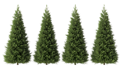Four realistic pine trees isolated elements for winter holiday decorations and seasonal design isolated on transparent background
