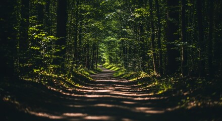 Shaded dirt path winds deeply into a dense, vibrant green forest canopy