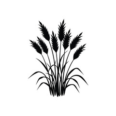 Fototapeta premium Wheat ears and stalks isolated on white background agricultural plant for food production
