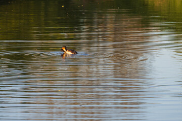 A Great Crested Grebe with its distinctive head plumage swims on dark, calm water. It creates concentric ripples, and golden light reflects on the surface