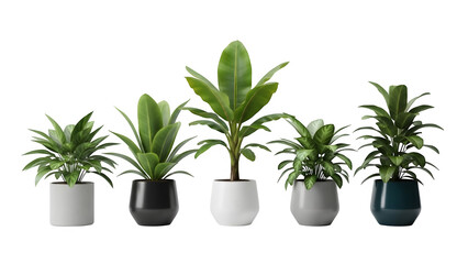 Fototapeta premium Assortment of potted tropical plants in white and dark ceramic containers isolated on transparent background