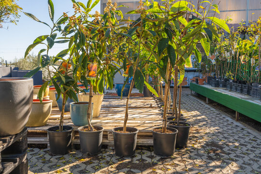 Small fruit trees with green leaves and early blossoms are lined up in black containers