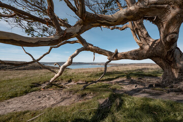 Wind-Swept Eucalyptus Framing Drakes Estero View