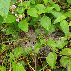 Obraz premium A dew-covered spider web glistens among green grass and leaves, its intricate sheet-like structure highlighted by morning moisture and natural light.