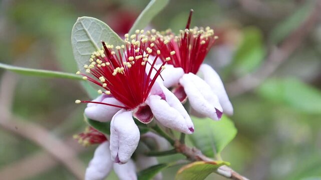 Exotic feijoa flower with colorful stamens - macro shot in a tropical garden