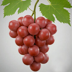 포도 과일 열매