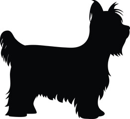 Professional silhouette of a standing Yorkshire Terrier showcasing its characteristic shaggy fur and proud stance