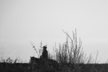 Blurred cowboy silhouette riding through open Texas ranch pasture field in black and white, copy space on background.