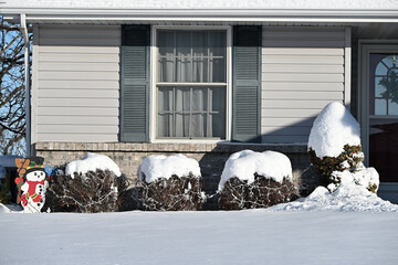 Bushes Covered with Snow