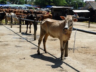Thin, light brown cow tied up in a crowded, dusty Indonesian cattle market on a sunny day. Livestock sale, farming, agriculture, and traditional trade in Asia.