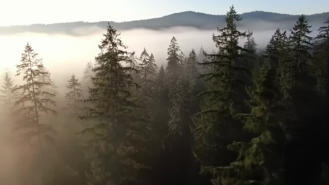 Slow aerial drone video through ancient, dense coniferous forest in ethereal mist, golden hour light piercing canopy, distant rolling hills visible. Enigmatic nature concept