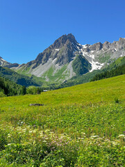 Lush alpine meadow in the alps of France 