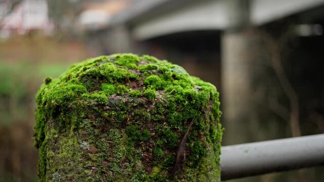 A green moss covered post, soft cushion growth on weathered stone bollard with blurred park railing in background, In the background there is a bridge over a small mountain river