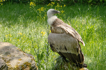 A Himalayan vulture (Gyps himalayensis) stood on the grass beside the rock, its back to the sun.