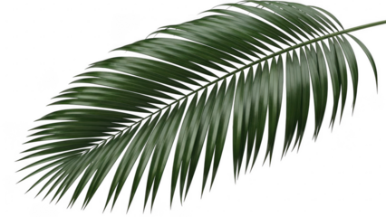 Close-up of a vibrant green palm leaf showcasing its natural texture and form on a minimalist black background