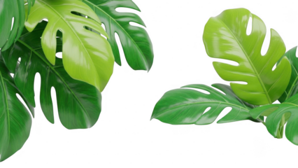 Vibrant green monstera leaves creating a decorative frame on a black background, perfect for tropical themes